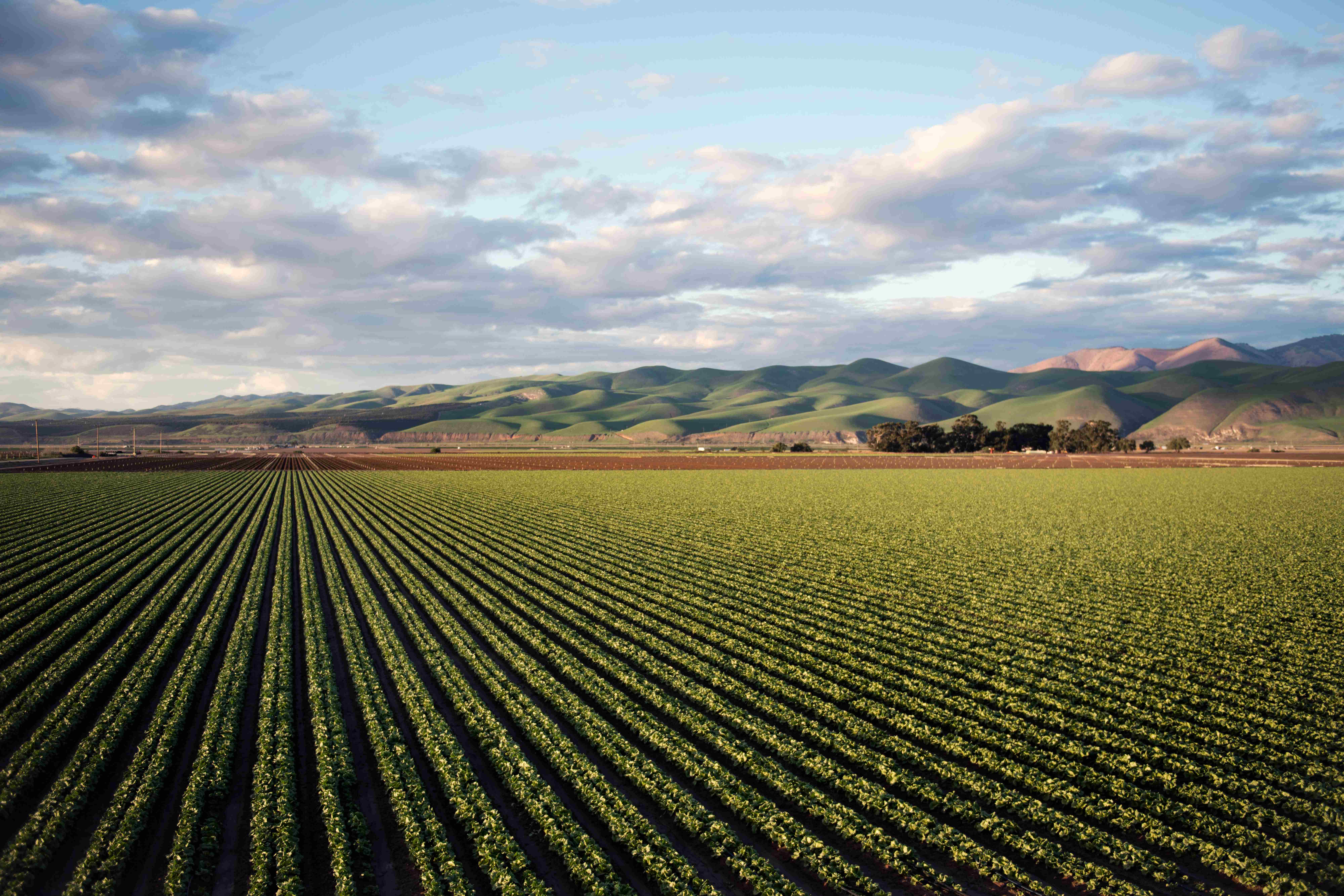 Agricultural field aerial view
